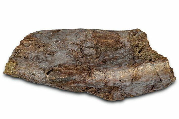 Fossil Dinosaur Bone Section - Wyoming #330999